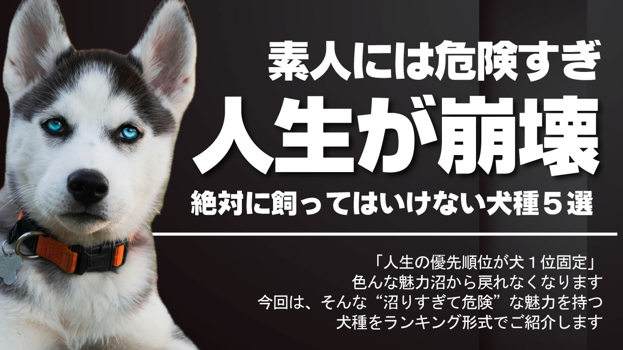 飼っ て は いけない 犬 ランキング